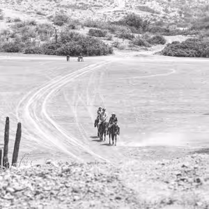 Horseback riders on desert trail with saguaro cactus in Baja California Sur